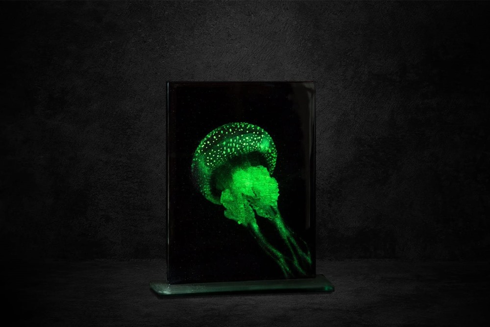 Gellyfish, pelagia noctiluca Gellyfish, pelagia noctiluca